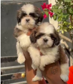 Purchase KCI Registered Shih tzu  Puppy from Goa